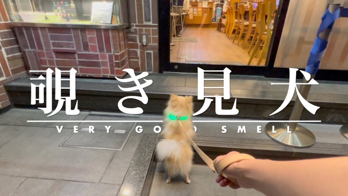 すき家に憧れているポメラニアン