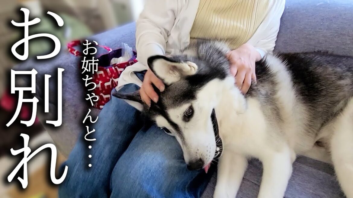 大好きなお姉ちゃんとのお別れに涙する犬と猫がこちらです...