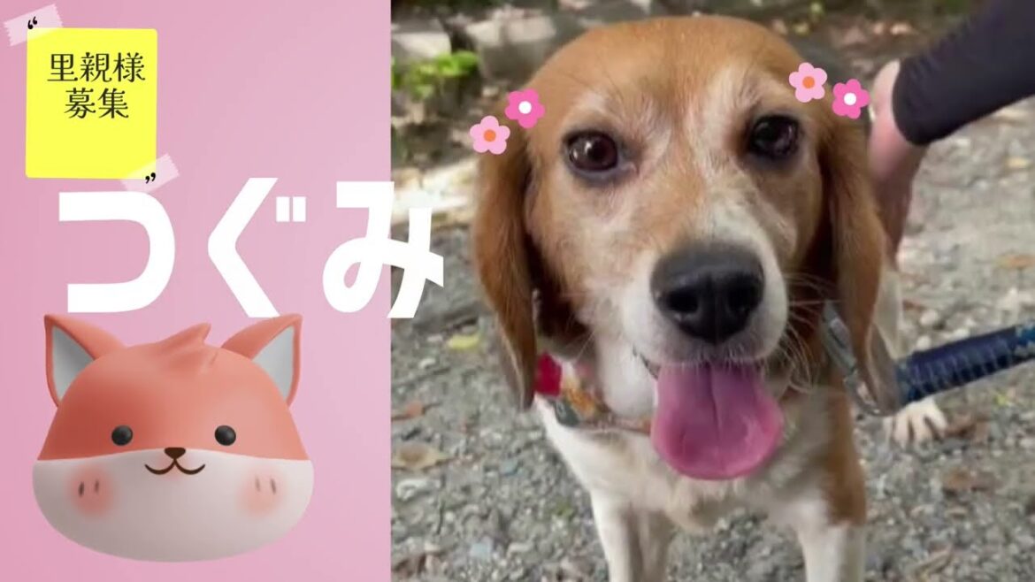 【里親募集】つぐみ　犬　ビーグル