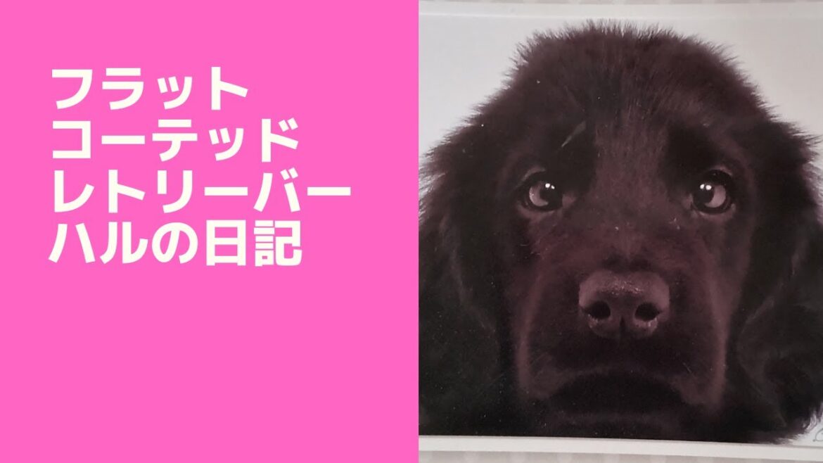 ビビリ病院へ！#フラットコーテッドレトリーバー の子犬ハル。