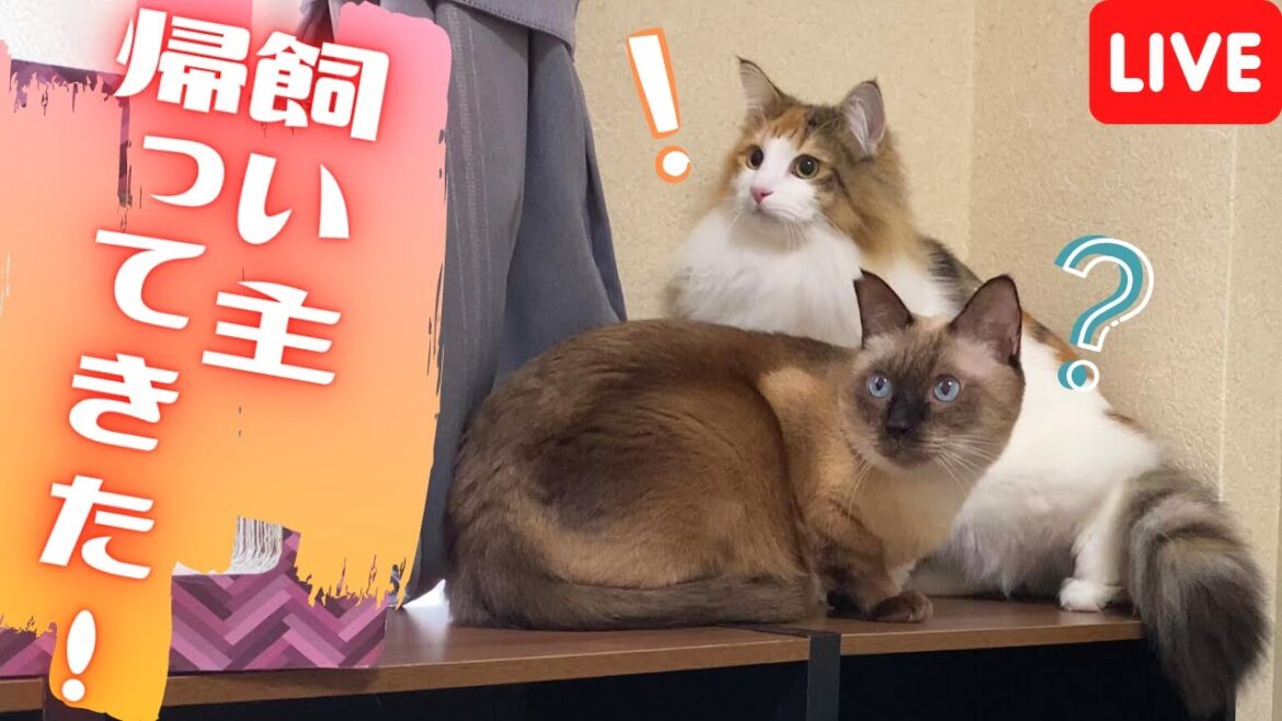 保護猫＆北欧猫に夕ご飯あげるところをそのまま公開生放送！そのあとどうなるかは分からない…【シャム猫/シャムミックス＆ノルウェージャンフォレストキャット】