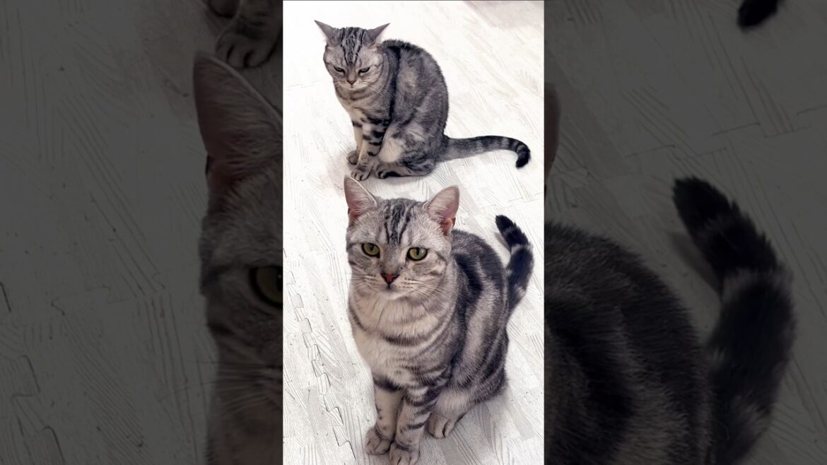 少しずつふたりの距離は縮まってます #猫 #アメリカンショートヘア #shorts