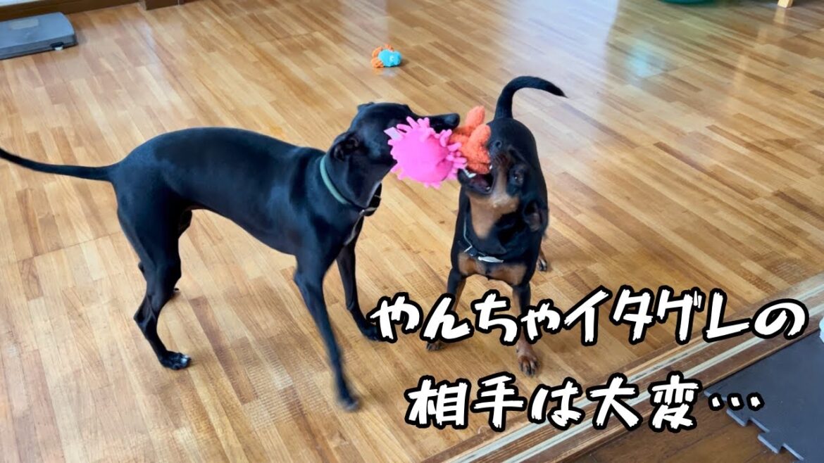 ドギボのおもちゃは我が家で毎回人気です【ミニピン】【イタグレ】