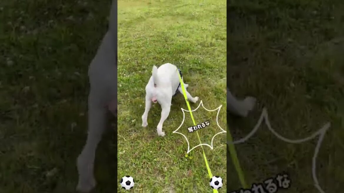 サッカー犬代表⁉︎⚽️ボクサー犬
