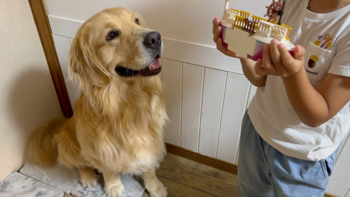 姉のおもちゃに、まるで人間の子供のように興味津々な大型犬