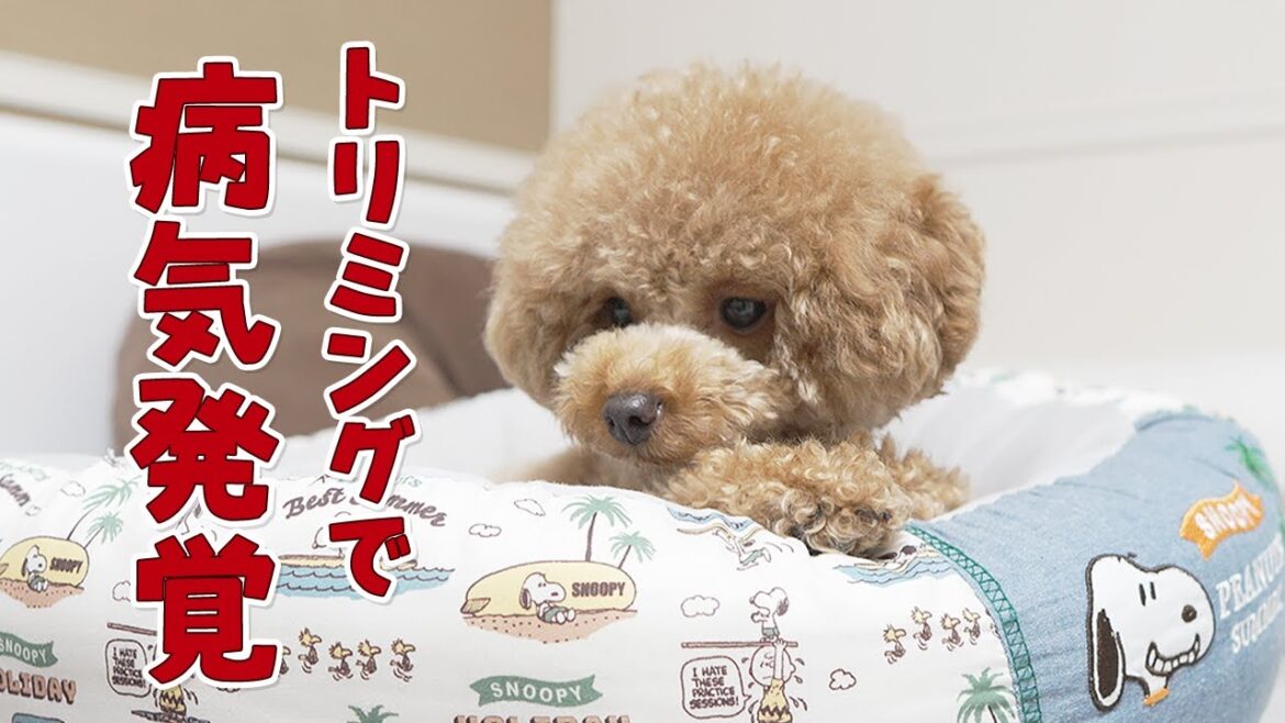 トリミングに行ったらまさかの病気発覚！【トイプードル】