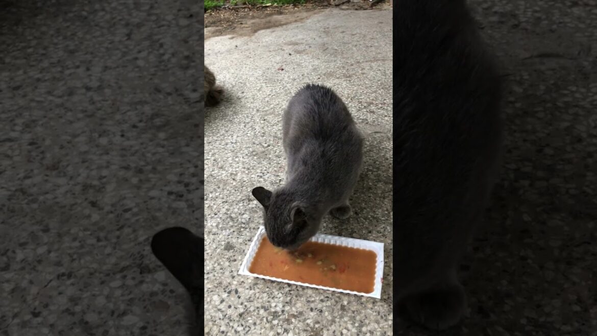 Korat cat loves peas meal please subscribe #viralvideos #viralshorts #cats