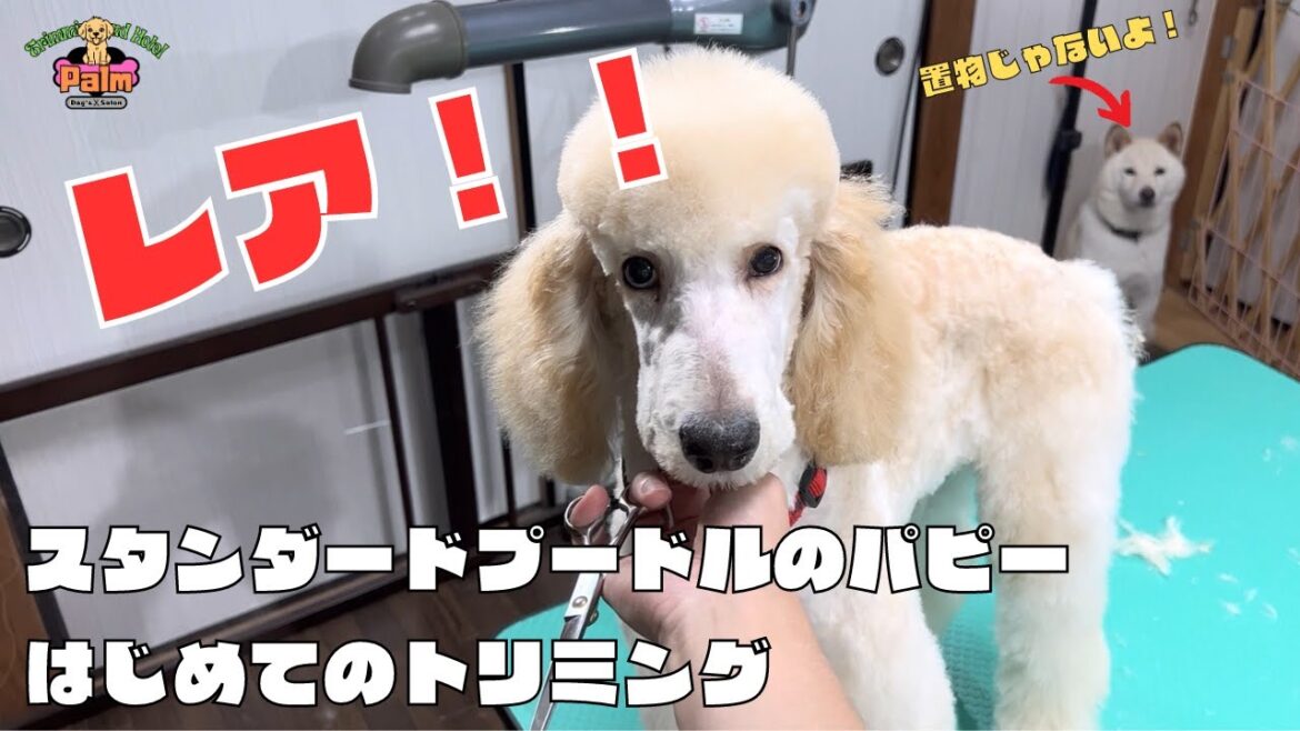 子犬の初トリミング！4ヶ月のスタンダードプードルがかわいい！！