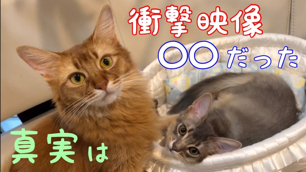 【衝撃映像】〇〇として受け入れられたチューがコチラ❗️【ソマリ】 【衝撃映像】〇〇として受け入れられたチューがコチラ❗️【ソマリ】