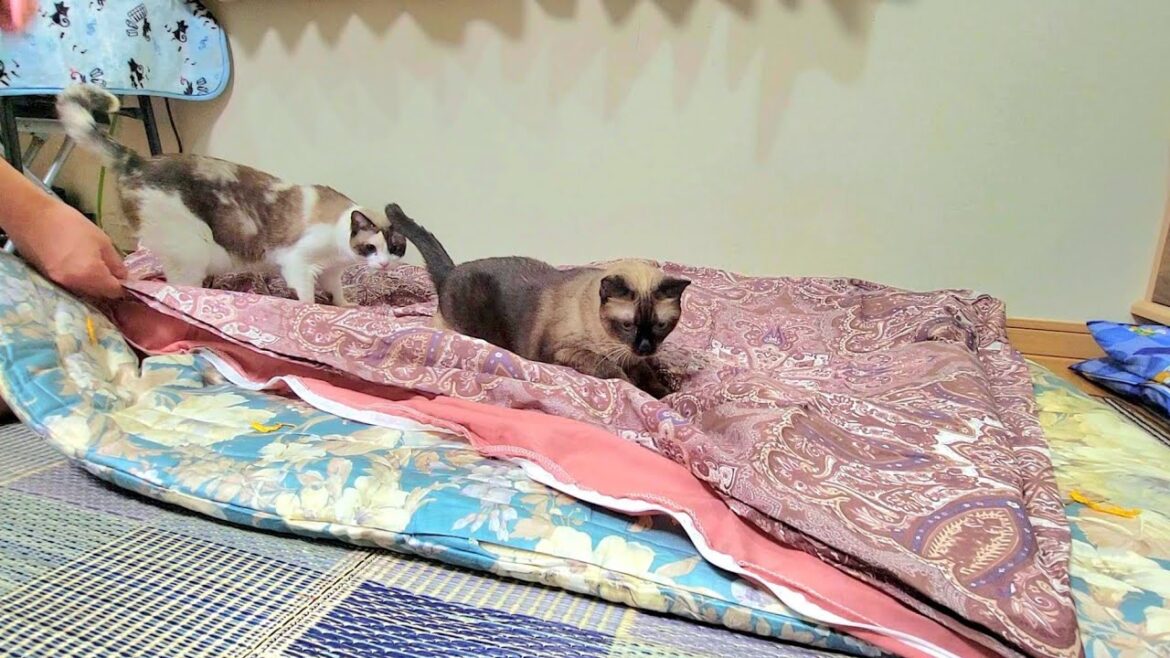 布団カバー交換中に久々に潜り込んで来たシャム猫姉妹を注意したら🎉 布団カバー交換中に久々に潜り込んで来たシャム猫姉妹を注意したら🎉