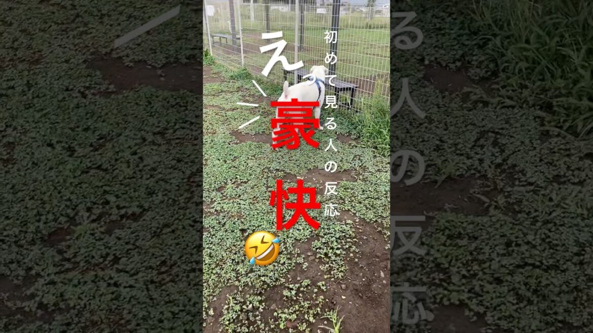 壊れたやつそのまま使ってたらway of drinking ボクサー犬