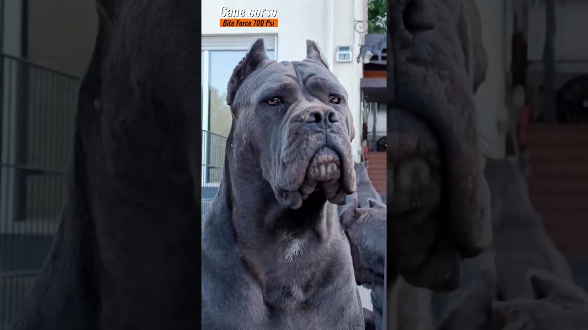 Very dengrious cane corso dog🔥🥵|| दुनिया का ख़तरनाक कुत्ता 😨 #viral #shorts #trending