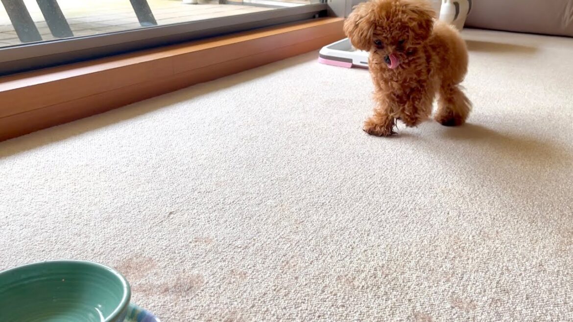 お水の減りが異様に早いと思ったら・・トイプードル子犬の意外な仕業だったことが判明しました笑 お水の減りが異様に早いと思ったら・・トイプードル子犬の意外な仕業だったことが判明しました笑