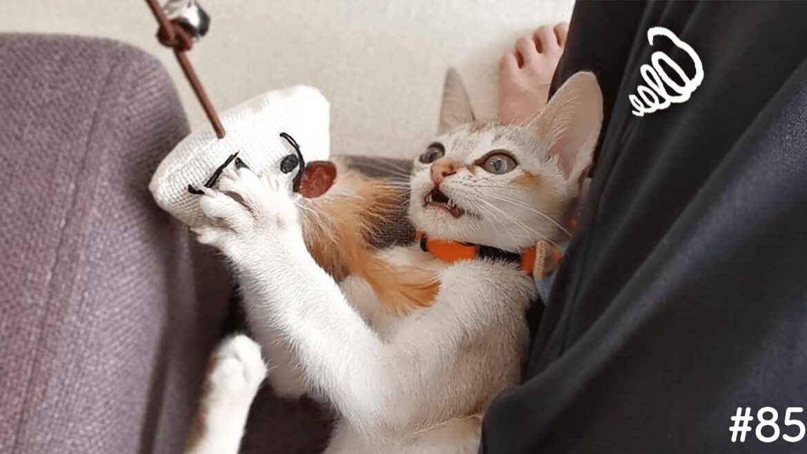 子猫が飼い主の相手をしてくれません…【シンガプーラ】