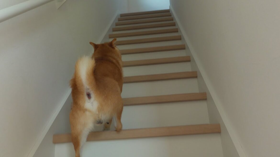 ママが大変‥！ママ大好きな柴犬は助けにいくと斜め上の行動を起こしました。。