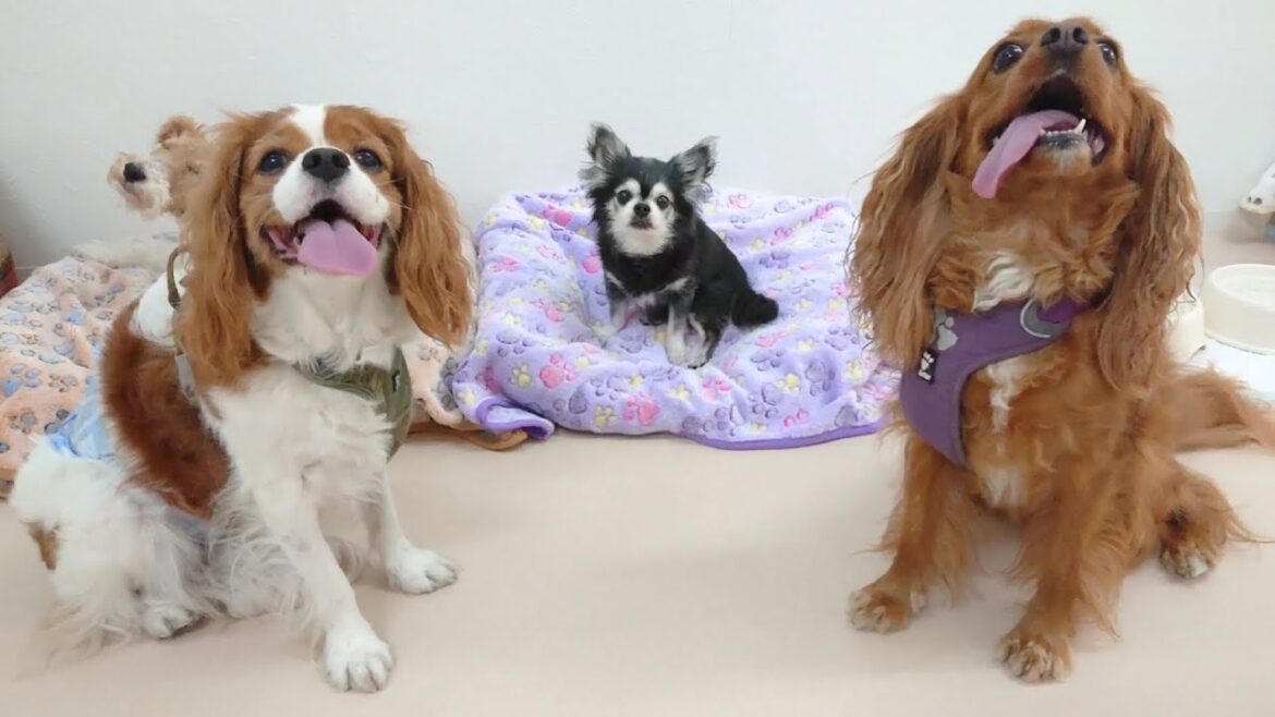 キャバリアキングチャールズスパニエルを従えるキングふぅ～ルズ　🐶ひみつきちなう！①🐶  2023年7月13日