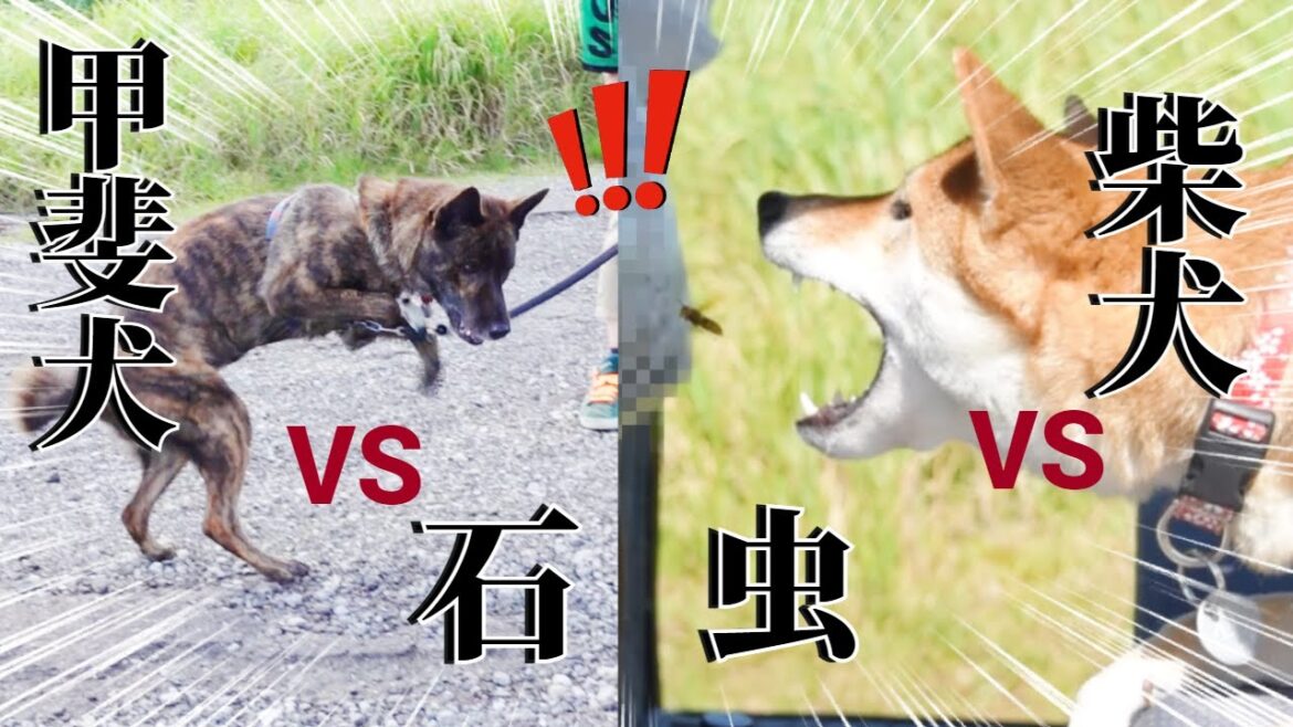【最終回】虫と闘う柴犬、石と闘う甲斐犬、睡魔と闘う柴犬【柴犬・甲斐犬】 【最終回】虫と闘う柴犬、石と闘う甲斐犬、睡魔と闘う柴犬【柴犬・甲斐犬】