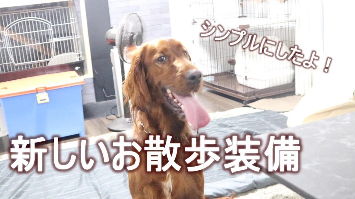 琥太郎のお散歩装備を新しくしました！｜アイリッシュセッター