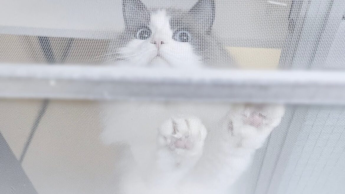 分離不安症だったラグドール猫と1週間ぶりに再会したらとんでもないことになった。