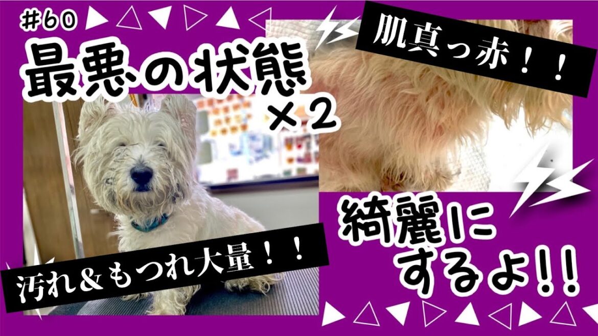 【トリマー】＃60 最悪な状態の子を綺麗にするよ！！