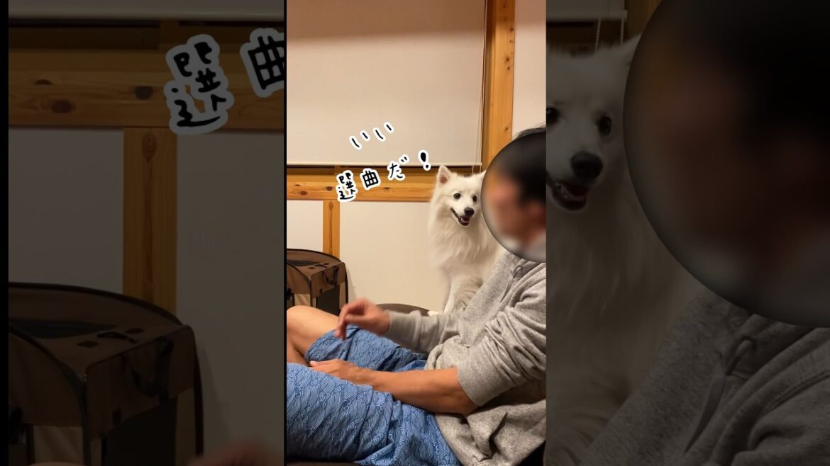 だんなの熱唱に付き合ってあげるスピッツ犬が優しすぎる　#日本スピッツ #shorts #親友