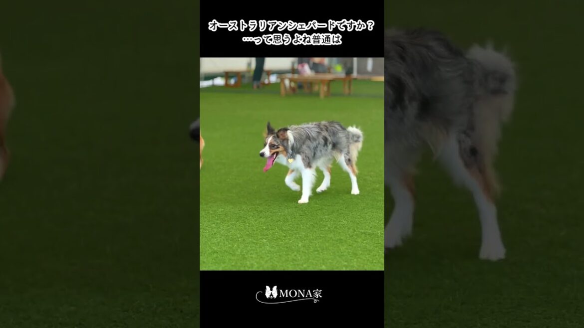 さぁ〜て何犬でしょうか♪#shorts