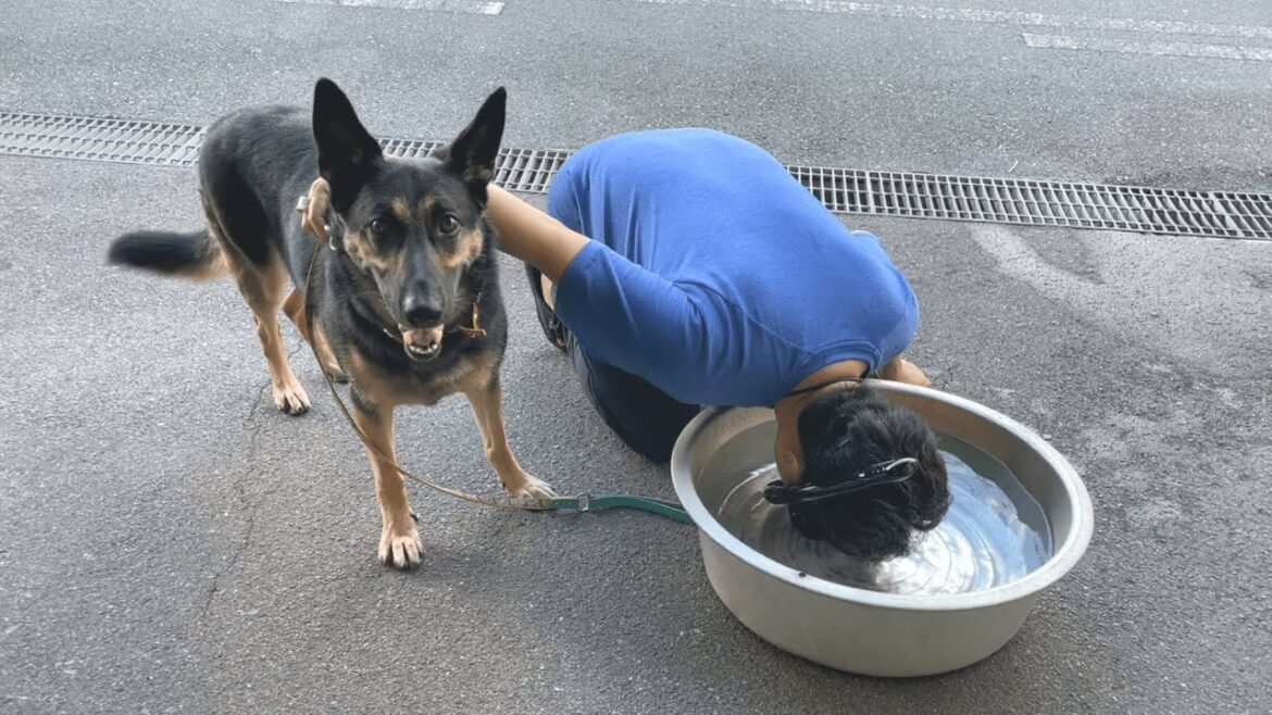 愛犬と川遊びに行く時、絶対後悔しないためのアイテム買いました！