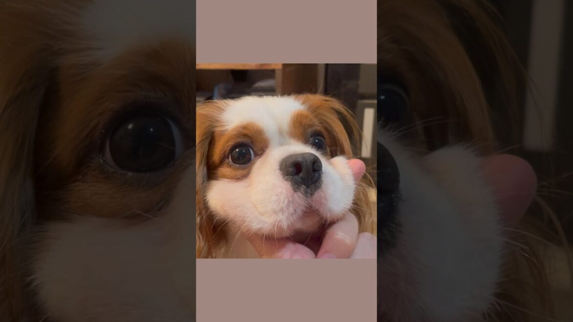 【キャバリア】キャバリア犬のもちもちたぷたぷほっぺ(８)　#shorts