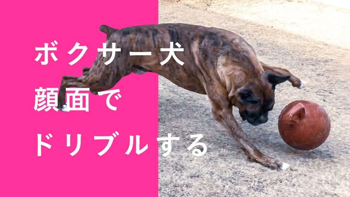 顔面ドリブル！ボクサー犬の得意技！