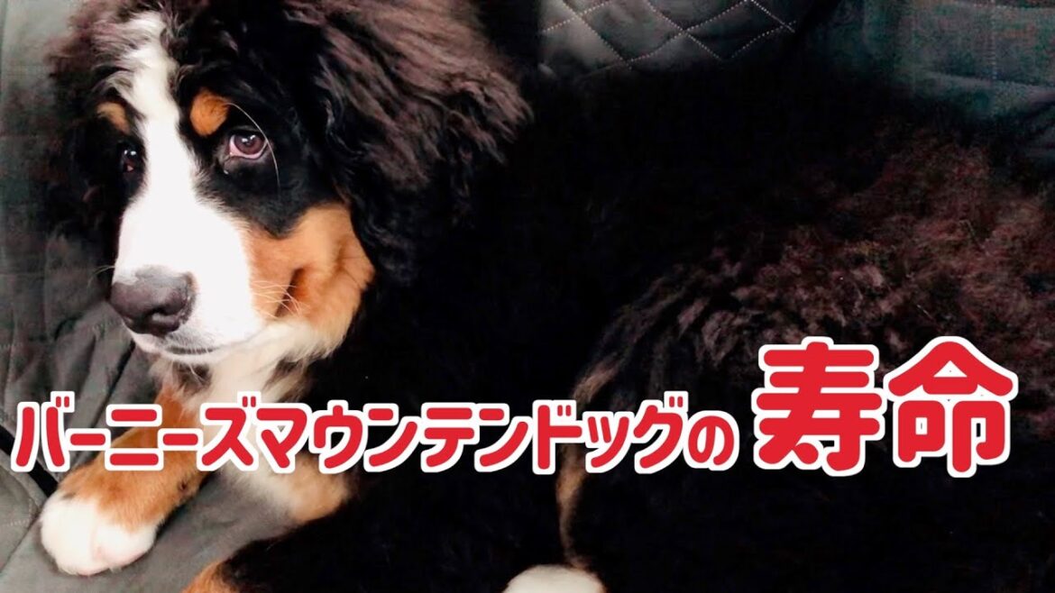 バーニーズマウンテンドッグの短すぎる寿命とかかりやすい病気