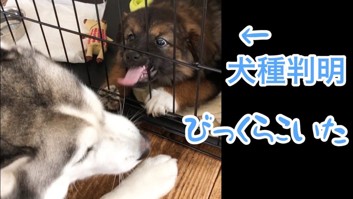 うちの元野犬にシベリアンハスキーと同じDNAが!!