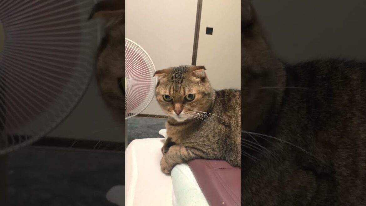 早起き猫はよく鳴く!? #Shorts #アメリカンショートヘアー #スコティッシュフォールド #ハーフ