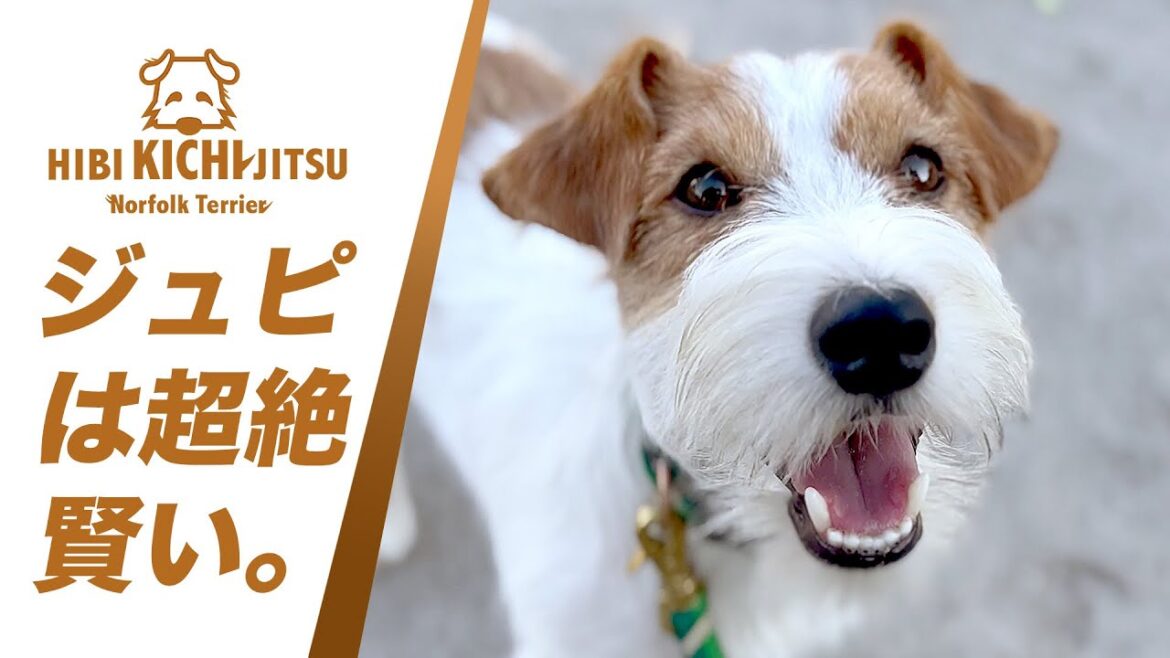 愛犬キチ JRT「ジュピ」の賢さに驚く 【friends  dog jackrussellterrier ノーフォークテリア norfolkterrier 】