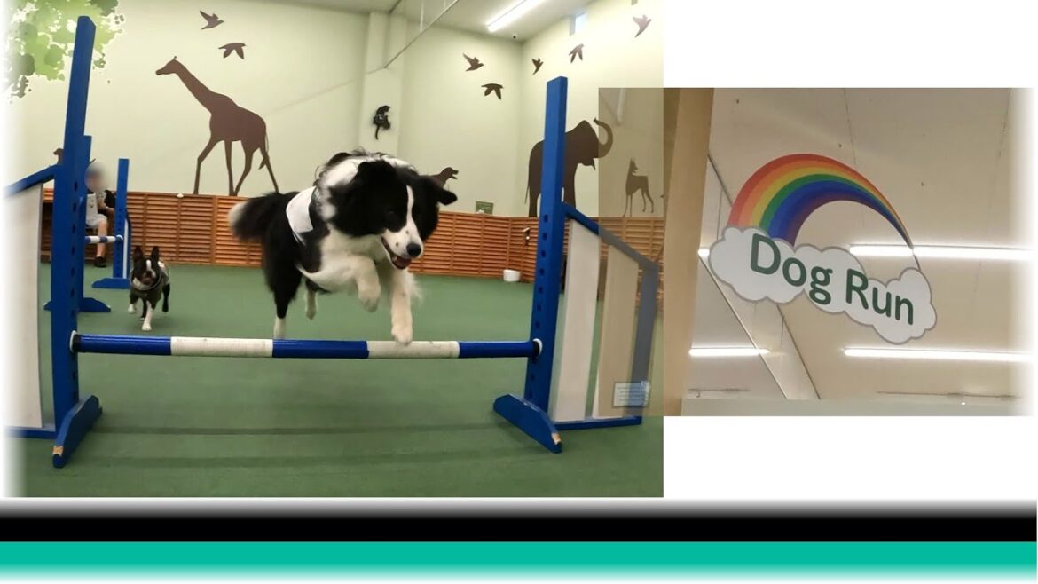 [ENG SUB] Forget the heat and have fun! (Indoor dog park) [Rescued Border Collie, 3rd year]●ボーダーコリー