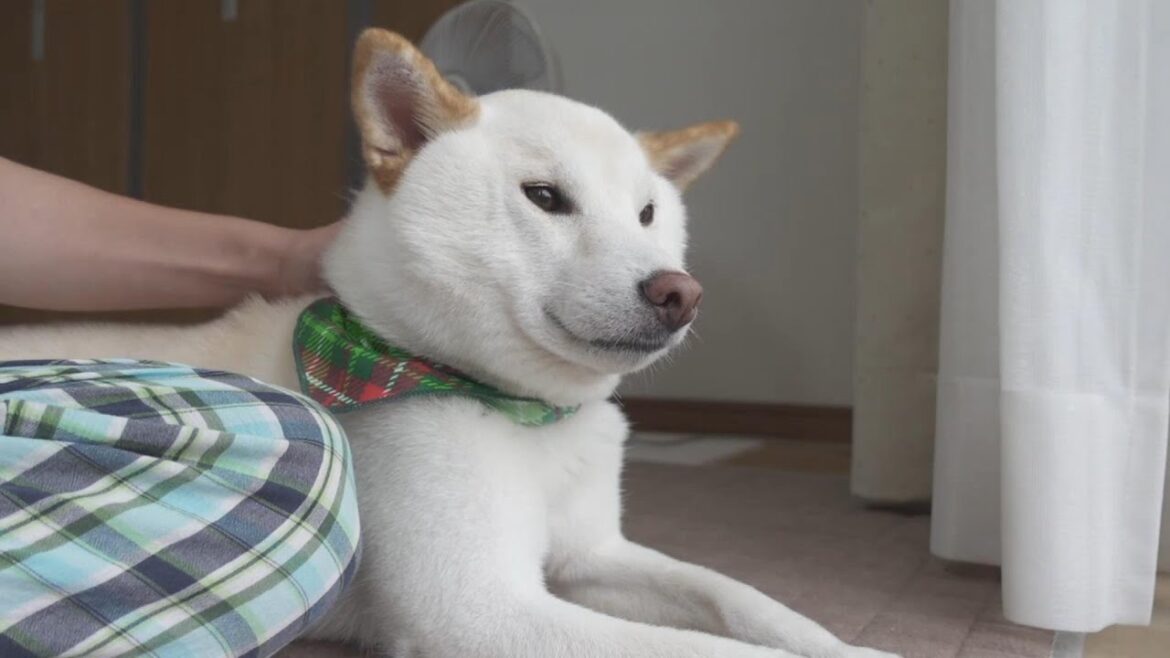 突然鳴ったカミナリに柴犬が驚いたので撫でたら甘えまくりでした！【癒し】