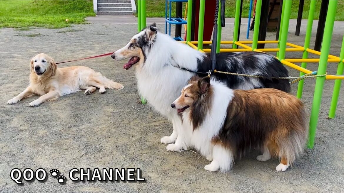 お久しぶりの恒例散歩♪ 《シェルティ/ラフコリー/ゴールデンレトリバー》