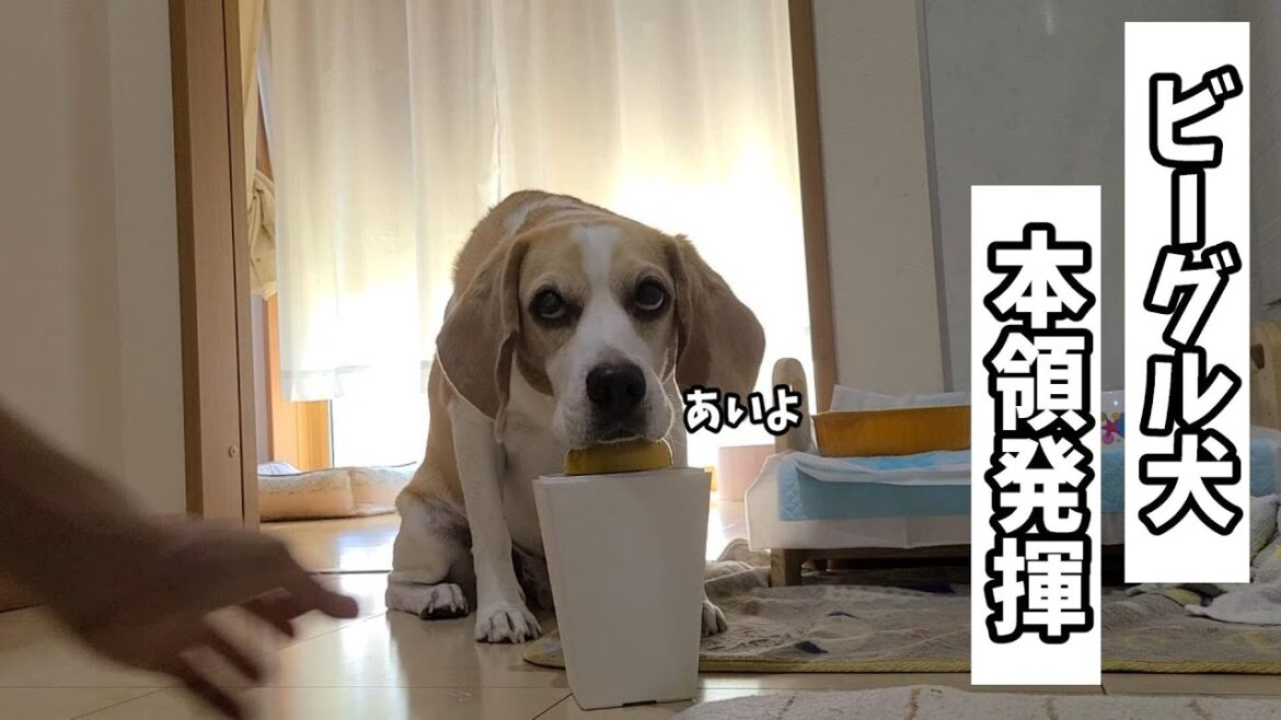 【挑戦中】初挑戦から3日目、ビーグル犬が本気を出した結果がこちらです。