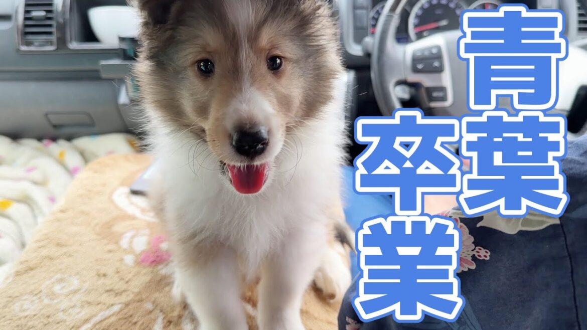 【シェルティ】青葉卒業🌸【おめでとう】