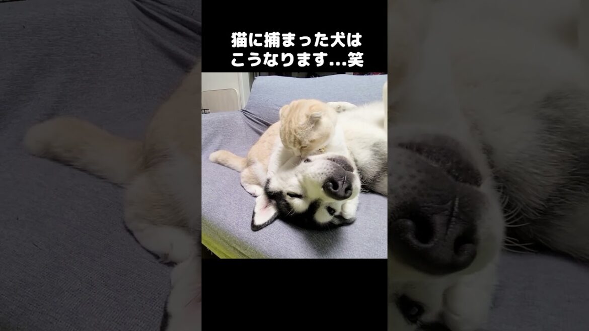 猫に捕まった犬はこうなる...笑 #犬と猫