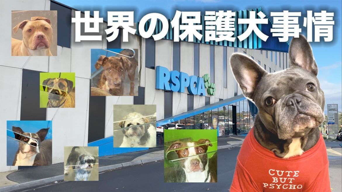 【保護犬の実態】動物保護団体を訪問し里親を探す子達にフィリックスと会いに行く