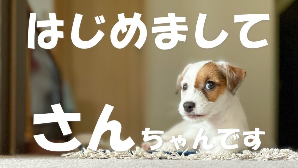 2ヶ月のパピーを迎えました【ジャックラッセルテリア】