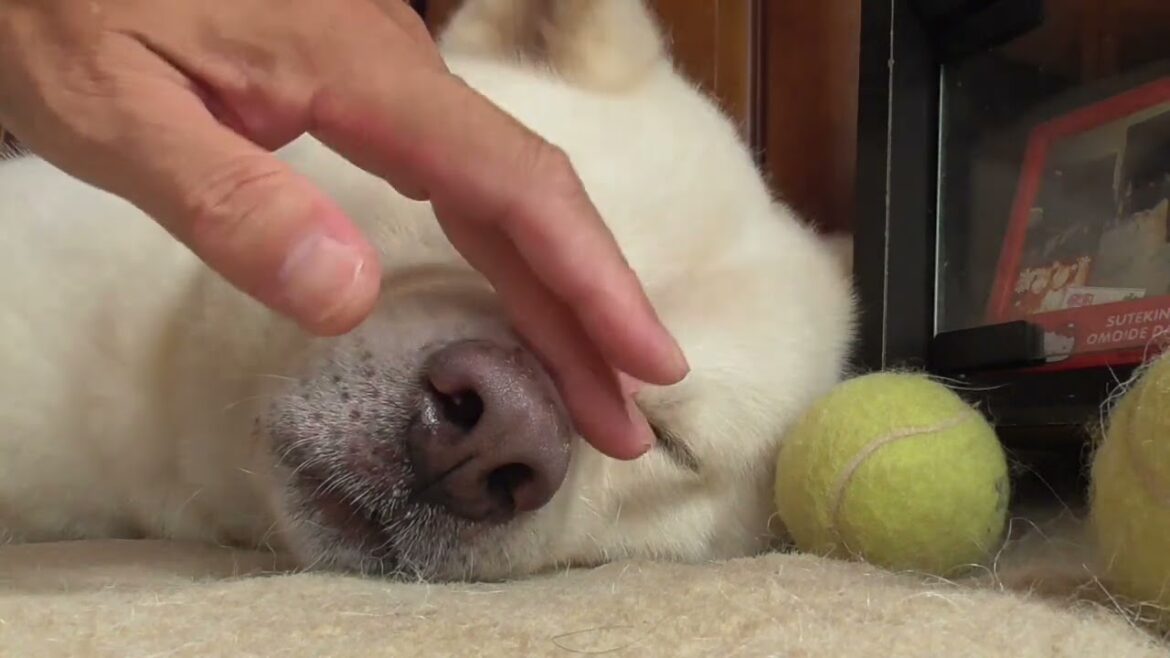 【秋田犬ゆうき】観測史上最高を更新した猛暑日は熱中症が心配で目が離せませんでした【akita dog】