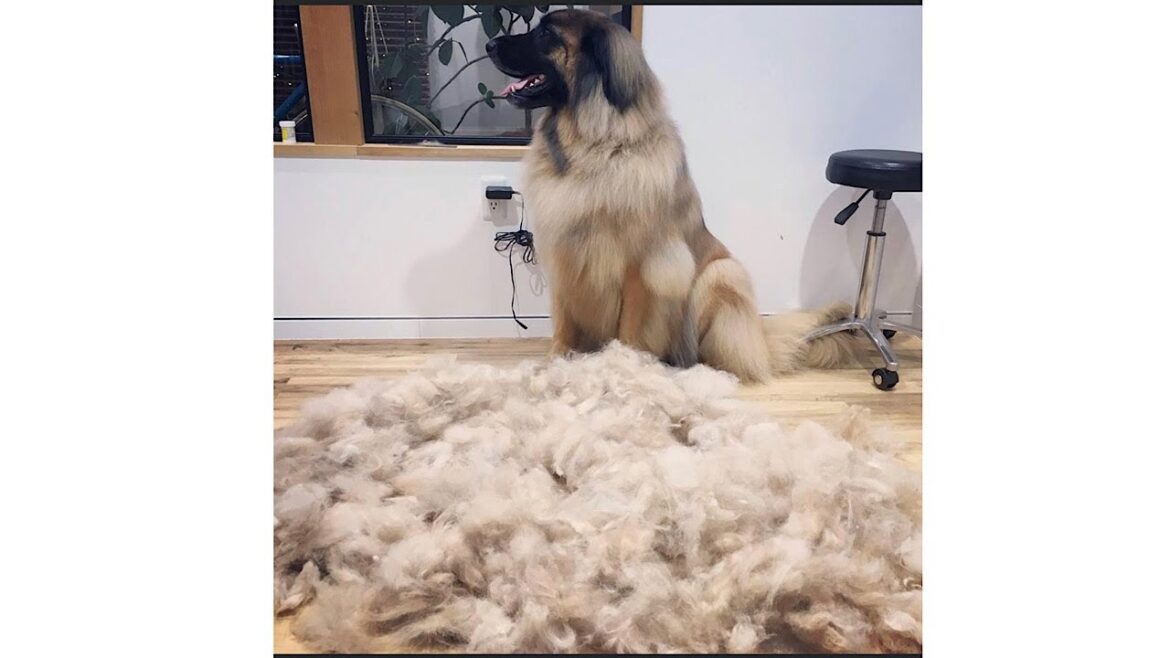 【レオンベルガー】さらのもふもふのお手入れ🐶【超大型犬】