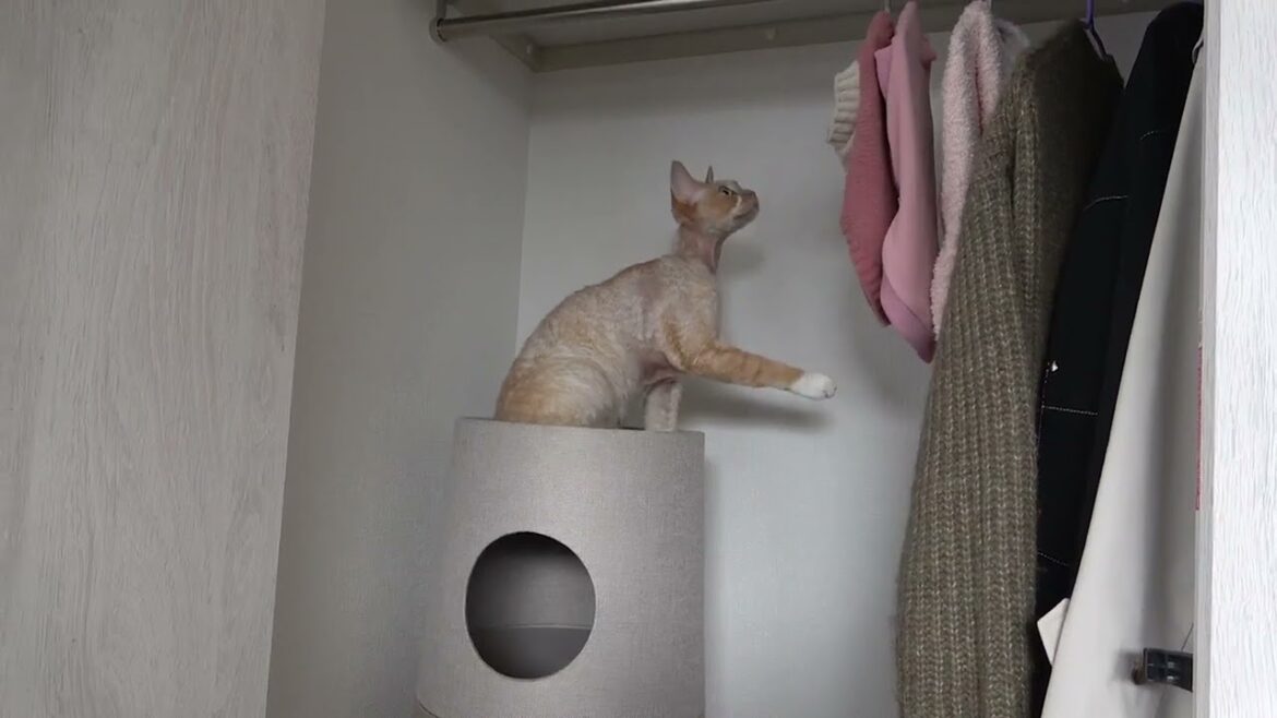 デボンレックス猫は洋服に興味津々です(Devon Rex cat interested in his clothes)