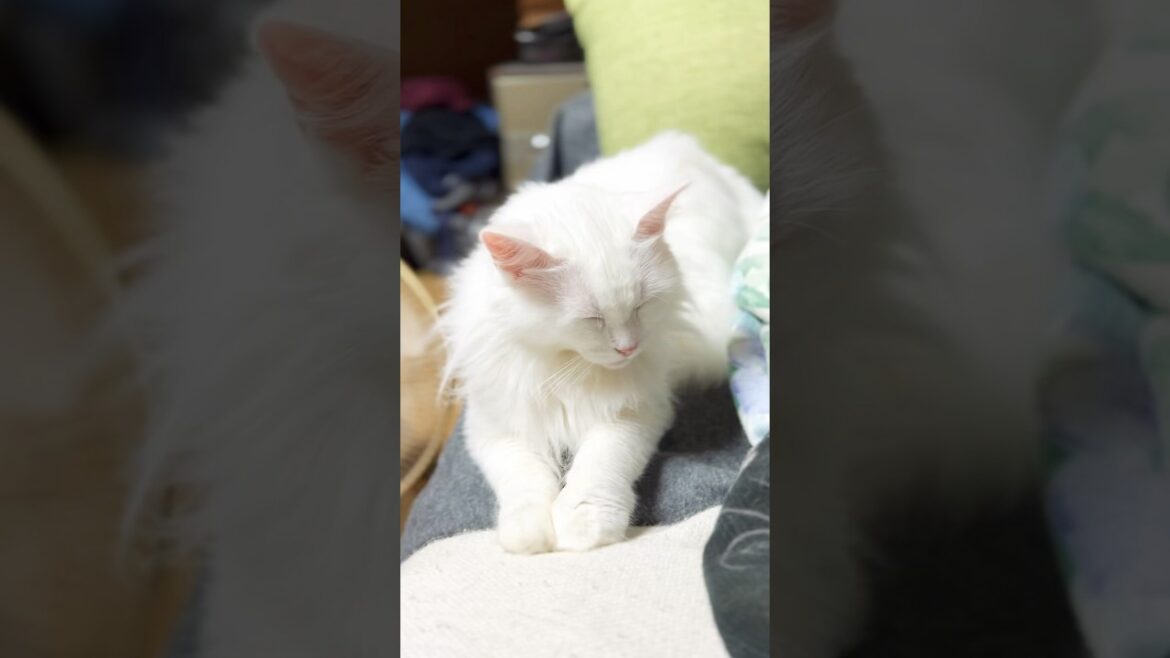 ガクブルな猫