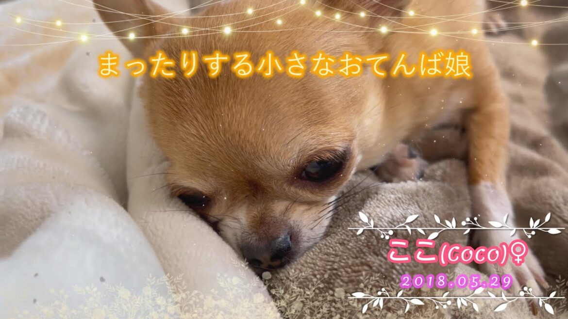 【極小チワワ】我が家の小さなおてんば娘はまったりする！！