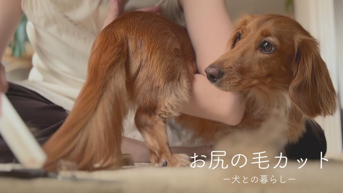 気づいたらこんなに伸びてました【ミニチュアダックスフンド】