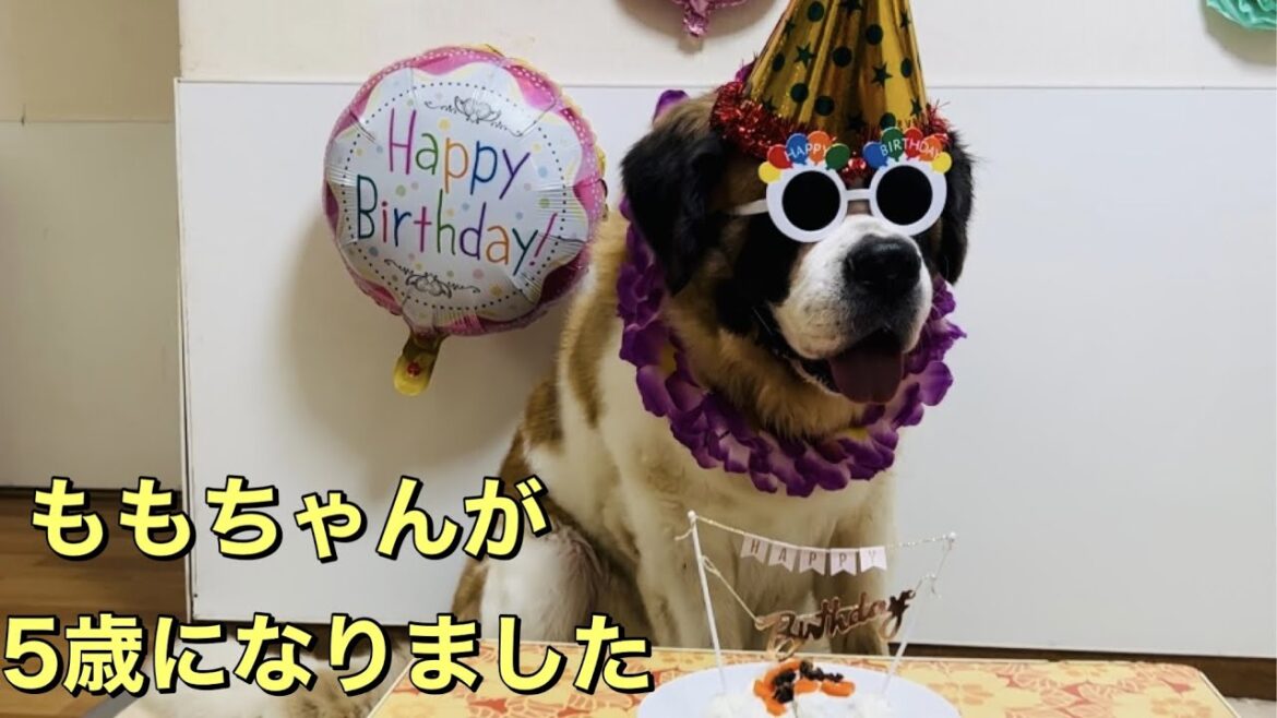 【セントバーナード】ももちゃん5歳のお誕生日会で、とと君の尻尾でケーキがおじゃんスレスレでした。