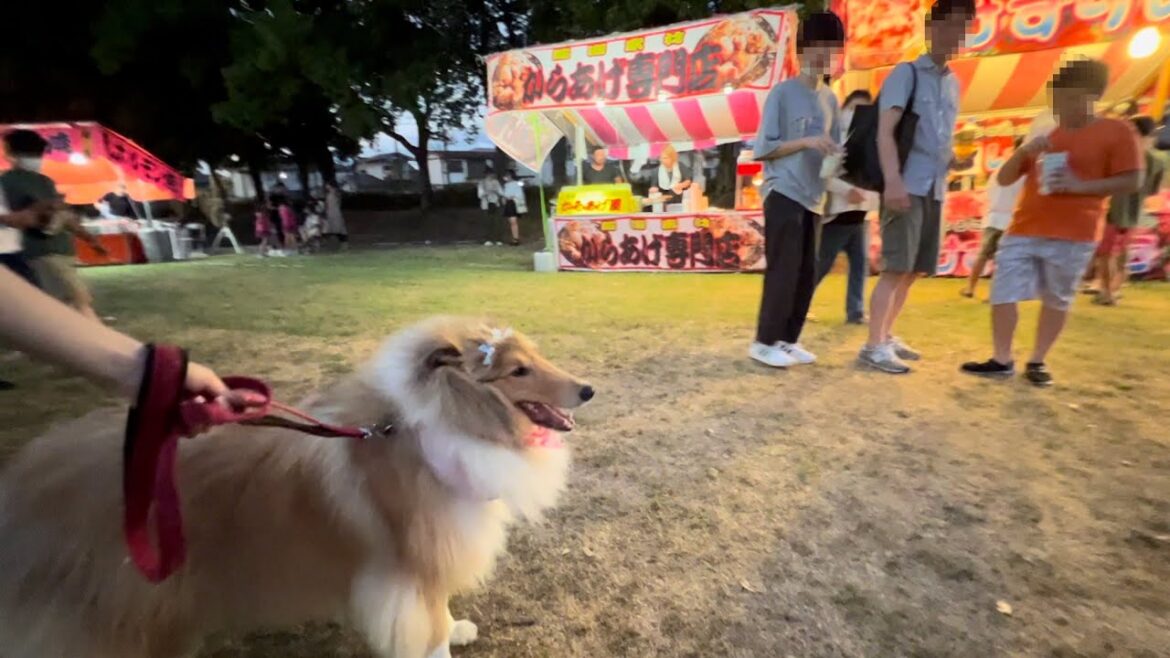 2323/8/5 ラフコリー　夏祭りに行く