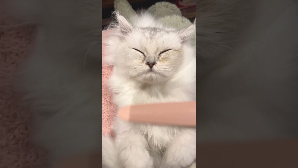 極上マッサージ　 #shorts #チンチラシルバー #ペルシャ